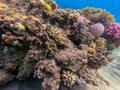 Underwater life of reef with close up view of corals and tropical fish. Coral Reef at the Red Sea, Egypt Royalty Free Stock Photo