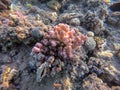 Underwater life of reef with close up view of corals and tropical fish. Coral Reef at the Red Sea, Egypt Royalty Free Stock Photo