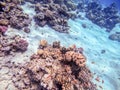 Underwater life of reef with corals, shoal of Lyretail anthias Pseudanthias squamipinnis and other kinds of tropical fish. Coral Royalty Free Stock Photo