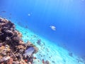 Underwater life of reef with corals, shoal of Lyretail anthias Pseudanthias squamipinnis and other kinds of tropical fish. Coral Royalty Free Stock Photo