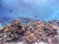 Underwater life of reef with corals, shoal of Lyretail anthias Pseudanthias squamipinnis and other kinds of tropical fish. Coral Royalty Free Stock Photo