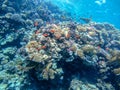 Underwater life of reef with corals, shoal of Lyretail anthias Pseudanthias squamipinnis and other kinds of tropical fish. Coral