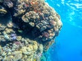 Underwater life of reef with corals, shoal of Lyretail anthias Pseudanthias squamipinnis and other kinds of tropical fish. Coral