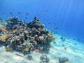 Underwater life of reef with corals, shoal of Lyretail anthias Pseudanthias squamipinnis and other kinds of tropical fish. Coral Royalty Free Stock Photo