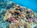 Underwater life of reef with corals, shoal of Lyretail anthias Pseudanthias squamipinnis and other kinds of tropical fish. Coral Royalty Free Stock Photo