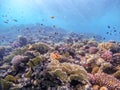 Underwater life of reef with corals, shoal of Lyretail anthias Pseudanthias squamipinnis and other kinds of tropical fish. Coral