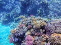 Underwater life of reef with corals, shoal of Lyretail anthias (Pseudanthias squamipinnis) Royalty Free Stock Photo