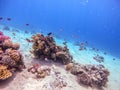 Underwater life of reef with corals, shoal of Lyretail anthias and other kinds of tropical fish