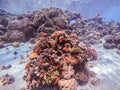 Underwater life of reef with corals, shoal of Lyretail anthias and other kinds of tropical fish.