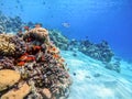 Underwater life of reef with corals, shoal of Lyretail anthias and other kinds of tropical fish. Coral