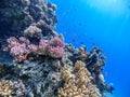 Underwater life of reef with corals, shoal of Lyretail anthias and other kinds of tropical fish. Coral Royalty Free Stock Photo