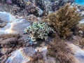 Underwater life of reef with Leather coral (Sarcophyton glaucum) and tropical fish