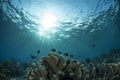 Underwater life Scene of Sipadan Island