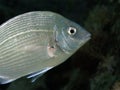 Underwater Life - Sea.Bream