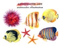 Underwater life set - tropical fish, starfish and sea urchin.