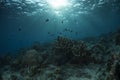 Underwater life of Sipadan Island