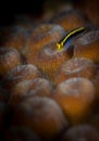 Underwater macro images from Bonaire in the Dutch Caribbean