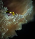 Underwater macro images from Bonaire in the Dutch Caribbean