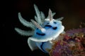 Underwater macro life in the Lembeh Straits of Indonesia