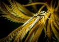 Underwater macro life in the Lembeh Straits of Indonesia Royalty Free Stock Photo