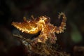 Underwater macro life in the Lembeh Straits of Indonesia Royalty Free Stock Photo