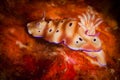 Underwater macro life in the Lembeh Straits of Indonesia