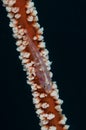 Underwater macro life in the Lembeh Straits of Indonesia