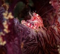 Underwater macro life in the Lembeh Straits of Indonesia Royalty Free Stock Photo