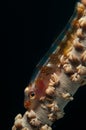 Underwater macro life in the Lembeh Straits of Indonesia