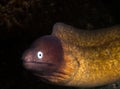 Underwater macro life in the Lembeh Straits of Indonesia