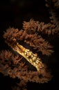 Underwater macro life in the Lembeh Straits of Indonesia Royalty Free Stock Photo