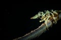 Underwater macro life in the Lembeh Straits of Indonesia