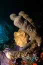 Underwater macro life in the Lembeh Straits of Indonesia Royalty Free Stock Photo