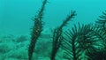 Underwater Macro Close Up Of Weird Marine Critter Camouflaged On Phillipines Reef