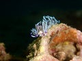 Underwater Macro Nudibranch& x28;Pteraeolidia ianthina& x29;