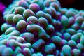 Underwater macro shot on Montipora short stony polyps coral Royalty Free Stock Photo
