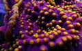 Underwater macro shot on yellow polyps from purple Turbinaria coral Royalty Free Stock Photo