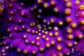 Underwater macro shot on yellow polyps from purple Turbinaria coral Royalty Free Stock Photo