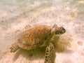 Underwater Majesty: Sea Turtle\'s Peaceful Journey in the Gulf of Mexico Royalty Free Stock Photo