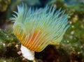 Underwater Maldives, corals and plants released in blue waters