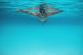 Underwater view of man swimming in pool Royalty Free Stock Photo