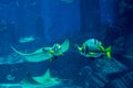 Underwater marine life in the huge aquarium