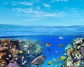 Underwater marine life of the Red Sea and blue sky. Colorful coral reef fishes and reefs Royalty Free Stock Photo