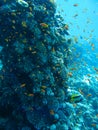 Underwater marine life in Red Sea with colored fish, Egypt, Dahab. Royalty Free Stock Photo