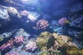 Underwater marine sea life coral reef and fish Royalty Free Stock Photo