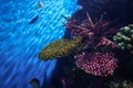 Underwater marine sea life coral reef and fish Royalty Free Stock Photo