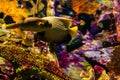 Underwater marine sea life coral reef and fish Royalty Free Stock Photo