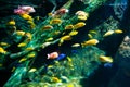 Underwater marine sea life coral reef and fish Royalty Free Stock Photo