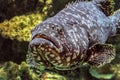 Underwater marine wildlife giant grouper fish face Royalty Free Stock Photo