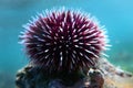 Underwater Mediterranean purple sea urchin - Sphaerechinus granularis Royalty Free Stock Photo